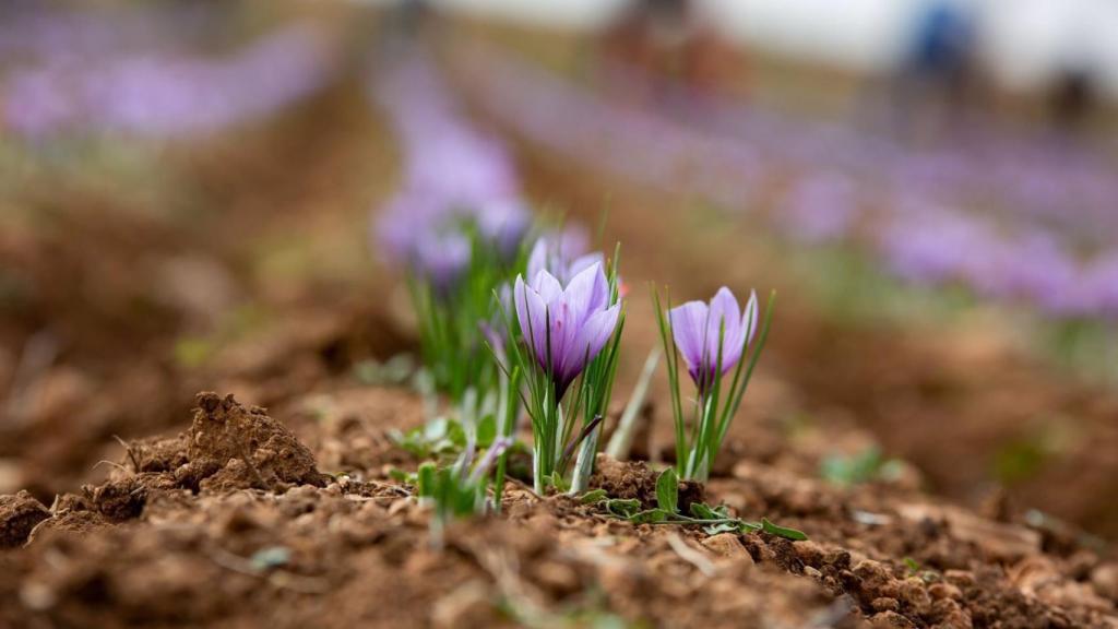 El cambio climático arrincona al oro rojo de Castilla-La Mancha hacia su extinción