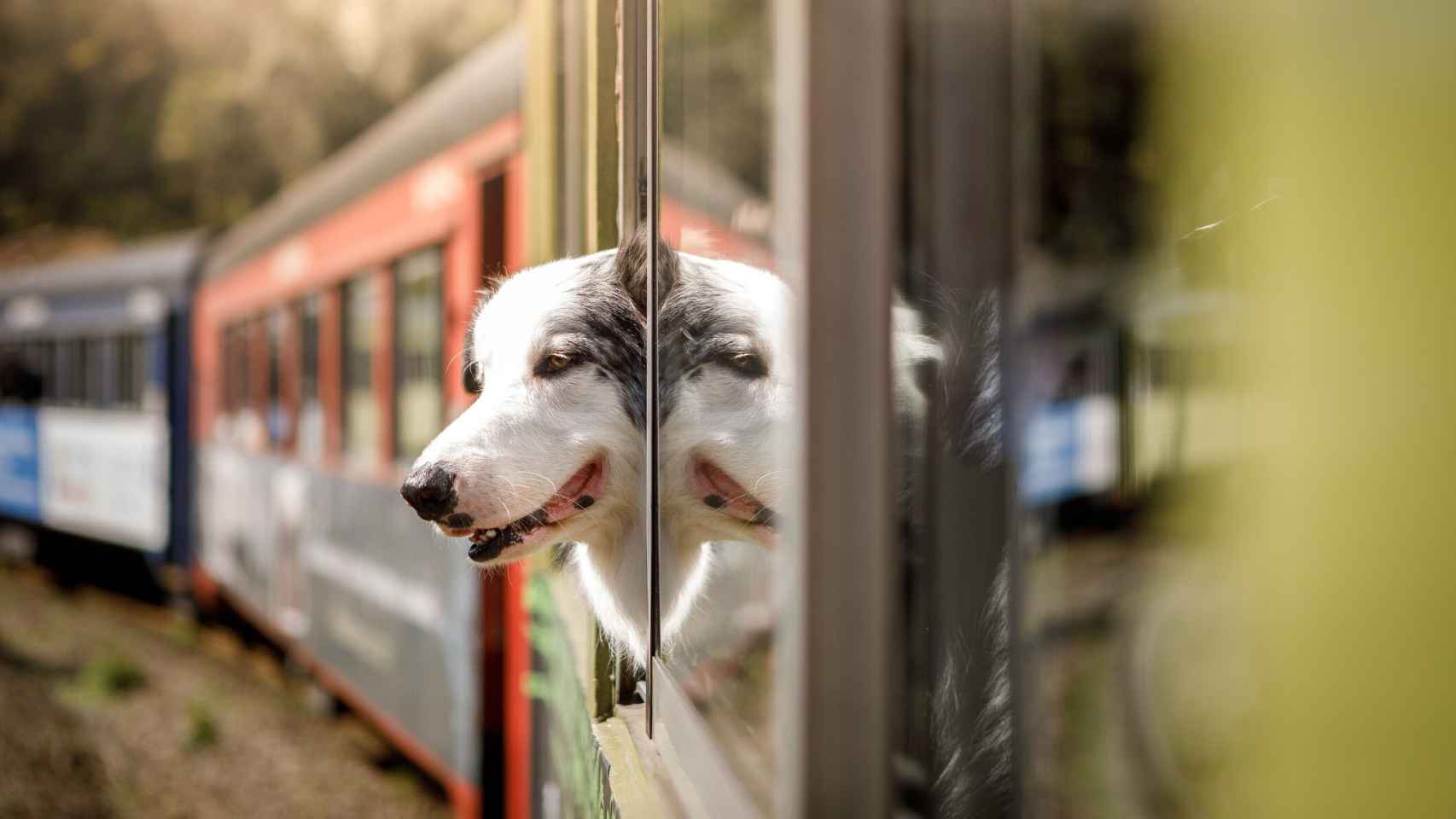 Imagen de un perro dentro de un tren.
