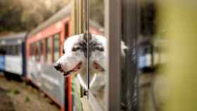 Imagen de un perro dentro de un tren.