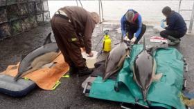 Cetáceos rescatados en Boiro