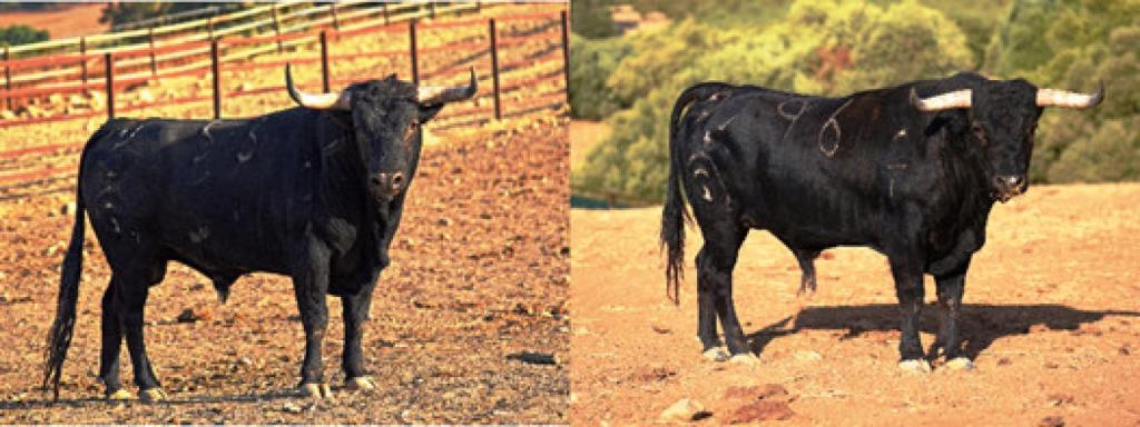 Novillos-toros de Fuente Ymbro y Jandilla en la XV edición de la Liga del Corte Puro