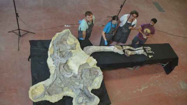 Así es la gigantesca pata de un castellano-manchego con millones de años