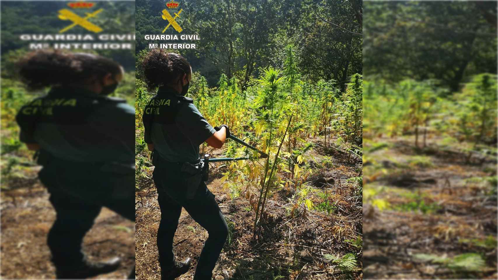 Plantación de marihuana en Cerdedo-Cotobade.