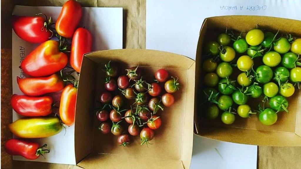 Tomates de Lúa de Dexo, en Oleiros (A Coruña)