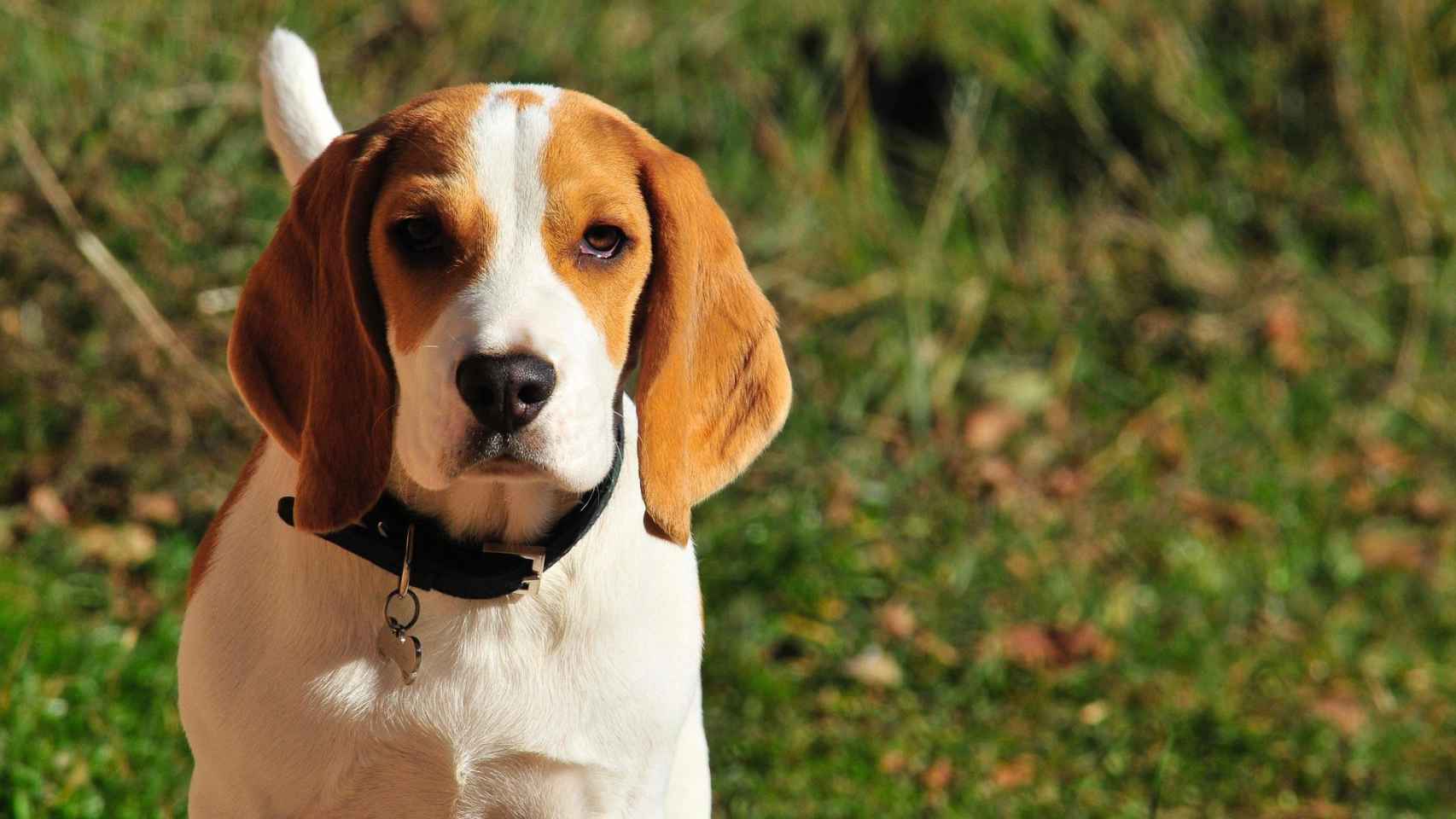 Imagen de archivo de un perro de caza de la raza Beagle.