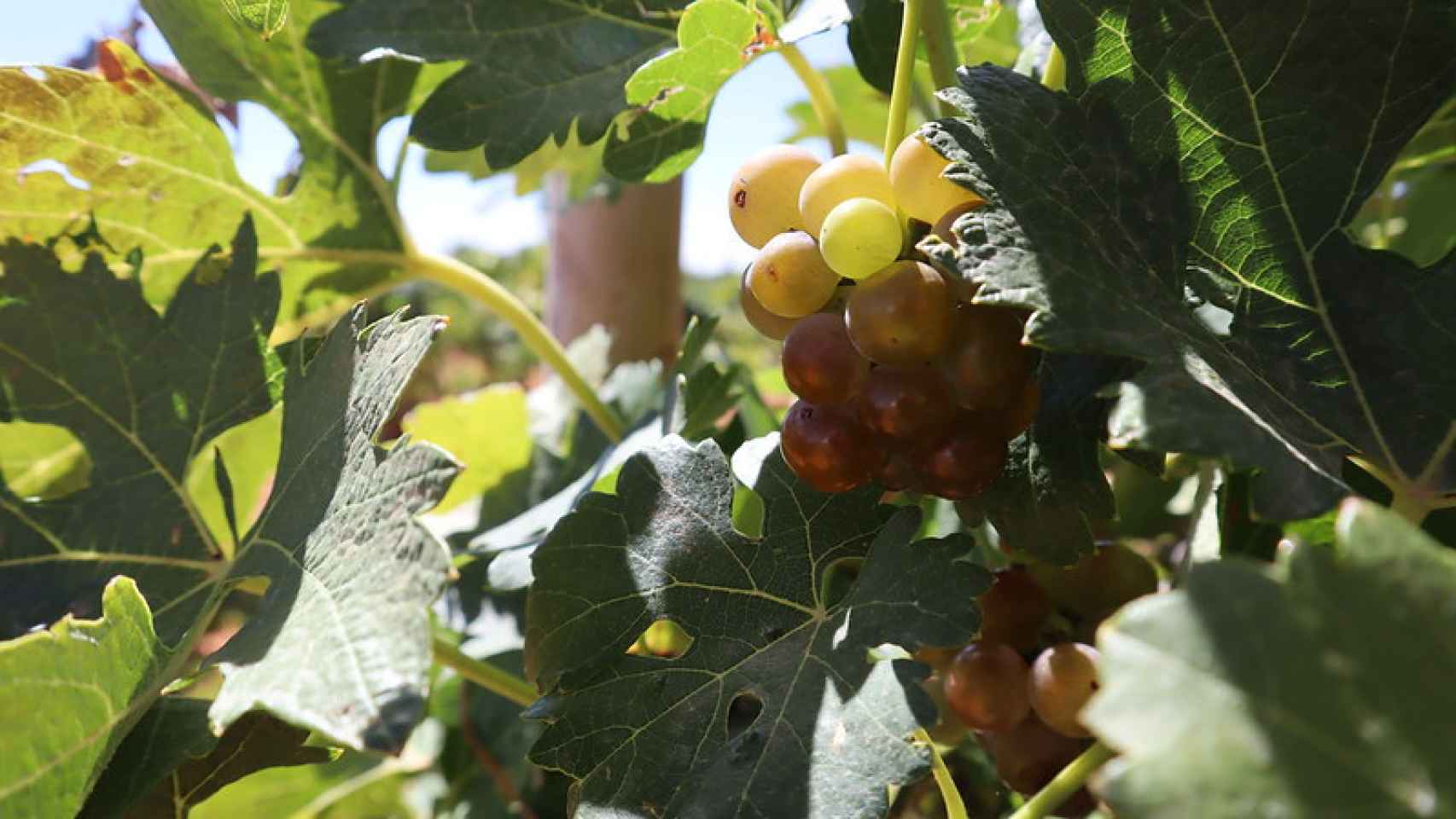 El viñedo de secano de Castilla-La Mancha recibirá una inyección de 26 millones de euros