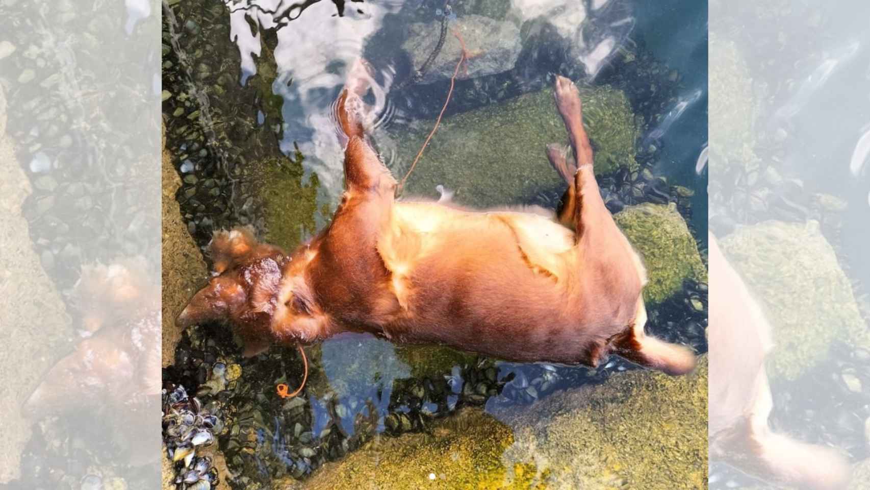 Perro hallado muerto en el puerto de Cangas (Pontevedra).