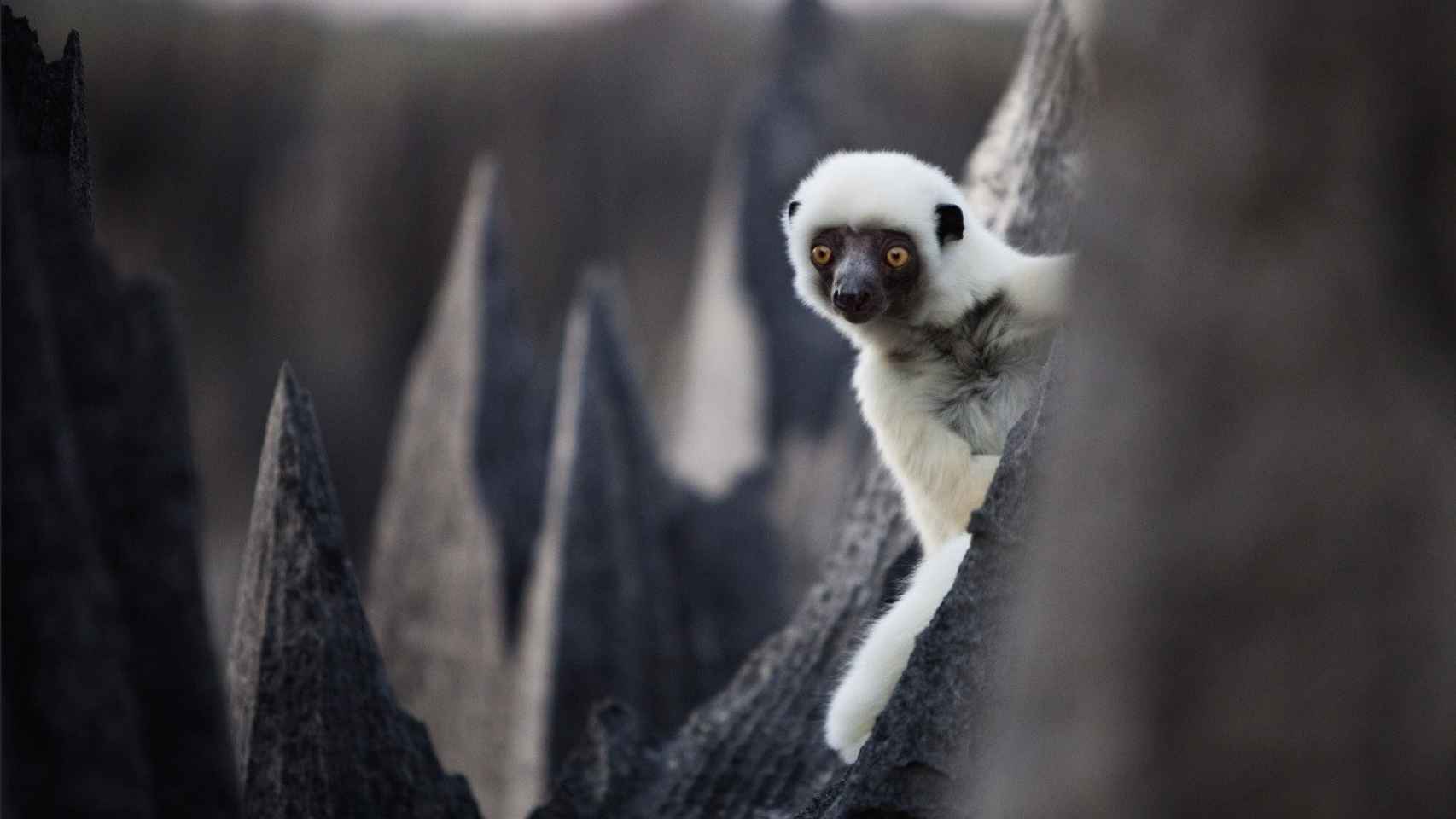 Un lemur sifaca de Decken se posa sobre una astilla de piedra © Stephen Alvarez / National Geographic