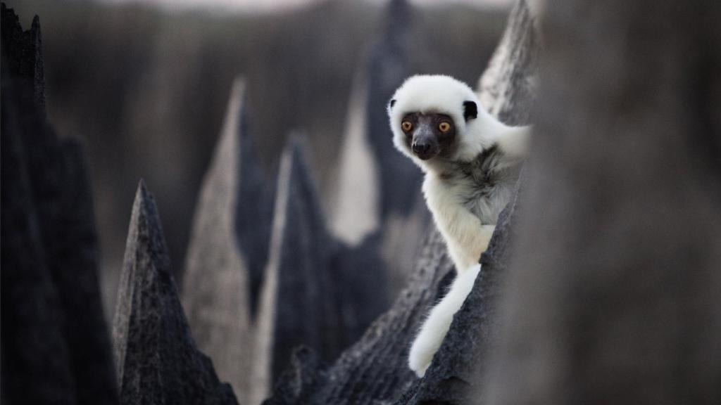 Un lemur sifaca de Decken se posa sobre una astilla de piedra © Stephen Alvarez / National Geographic