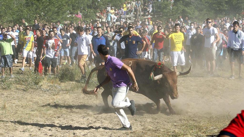 Miles de personas asisten en Tordesillas al Torneo del Toro de la Vega 2013. En la imagen, 'Vulcano' al comienzo del torneo