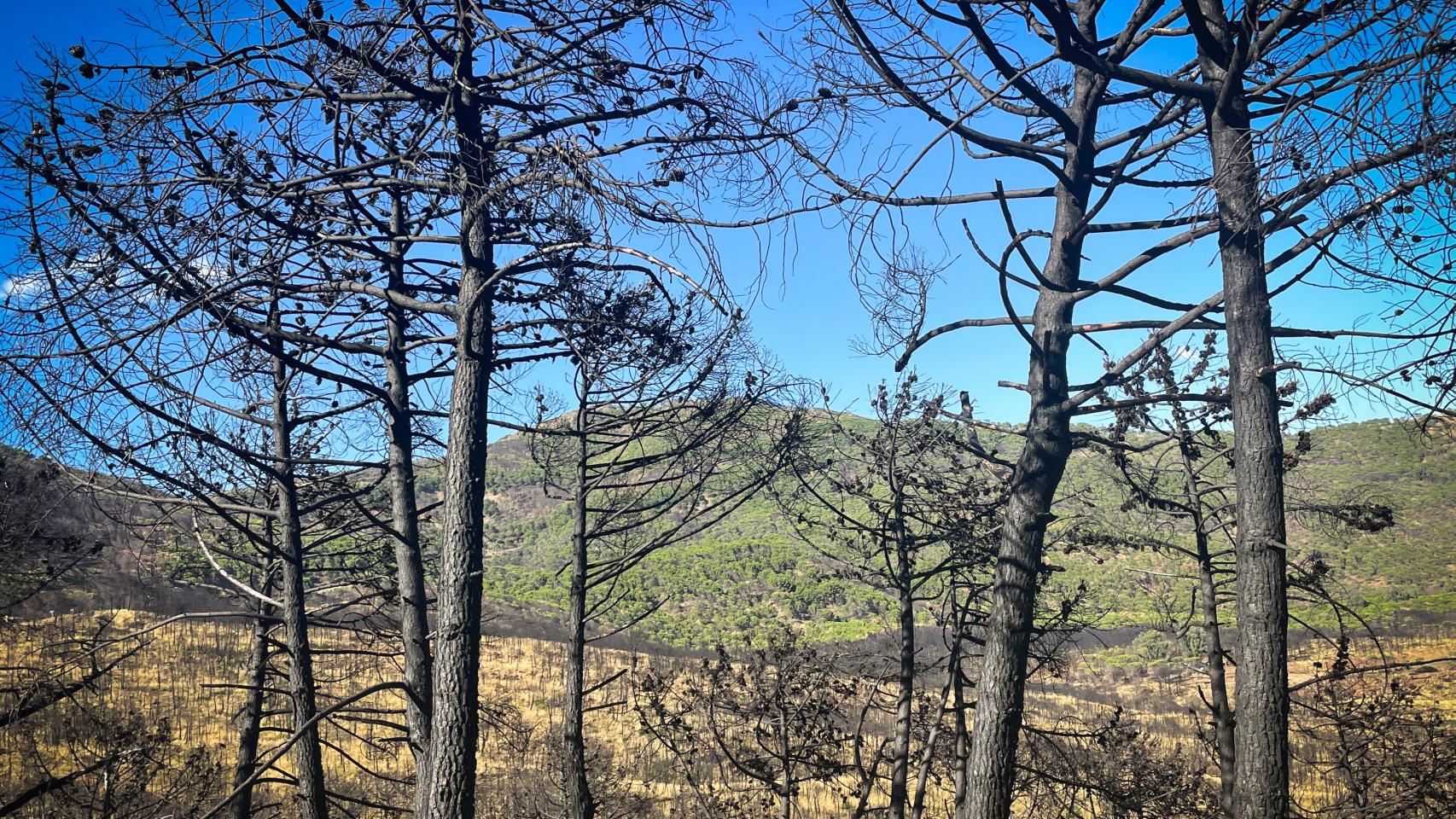 Una imagen de archivo del incendio forestal de Sierra Bermeja.