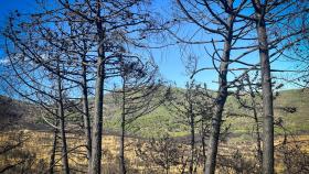 Una imagen de archivo del incendio forestal de Sierra Bermeja.