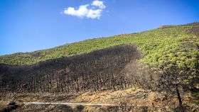 Así está Sierra Bermeja 365 días después de su gran incendio forestal