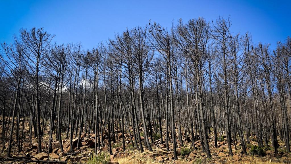 Así está Sierra Bermeja 365 días después de su gran incendio forestal