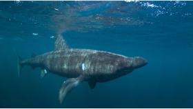 Imagen de archivo de un tiburón peregrino.