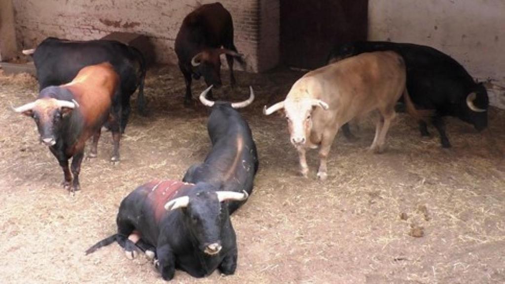 De variado pelaje son los toros de Fuente Ymbro para la primera del abono que, tras el sorteo, esperan en los chiqueros del coso