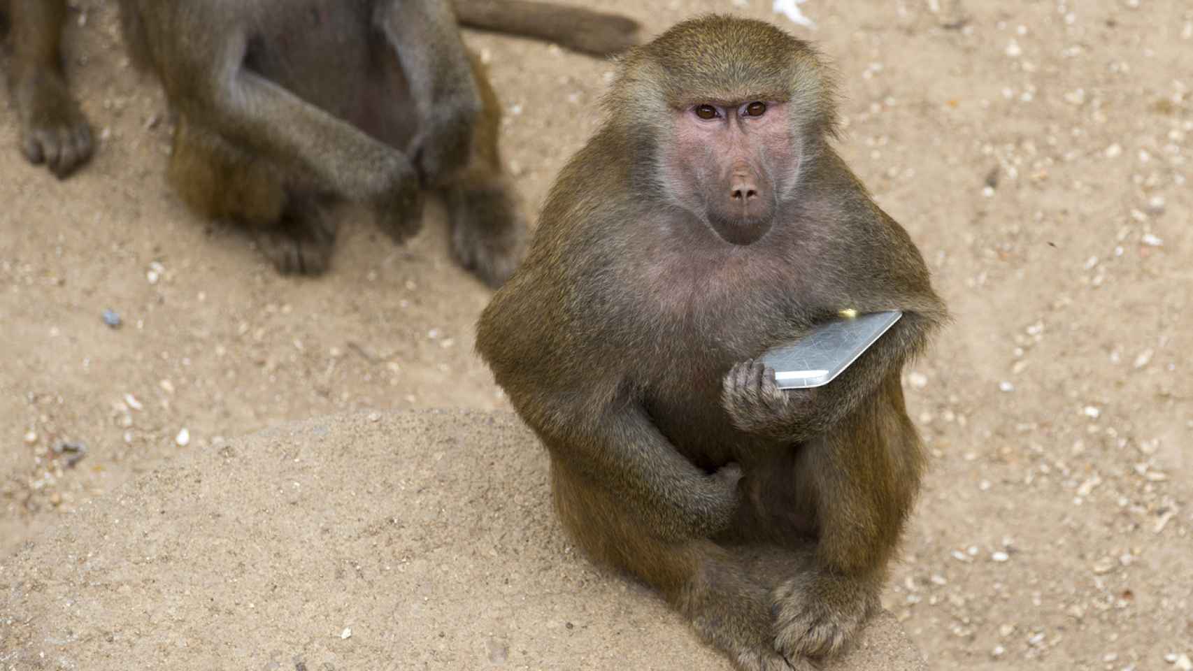 Cómo puedes hacer feliz a un chimpancé reciclando tu teléfono móvil