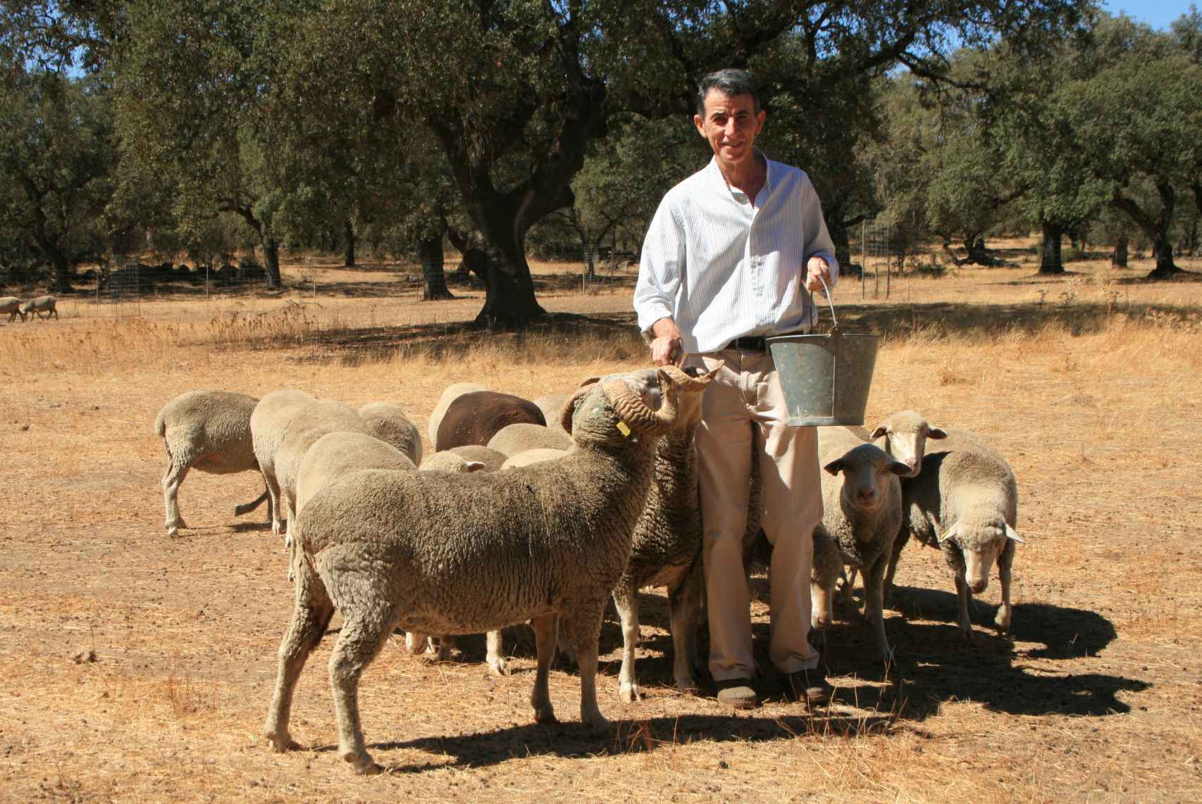 El ganadero Pedro Díaz Macías, rodeado de parte de su rebaño de ovejas merinas de pura raza.
