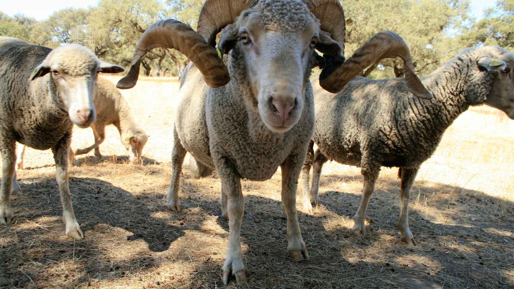 Un carnero y dos ovejas