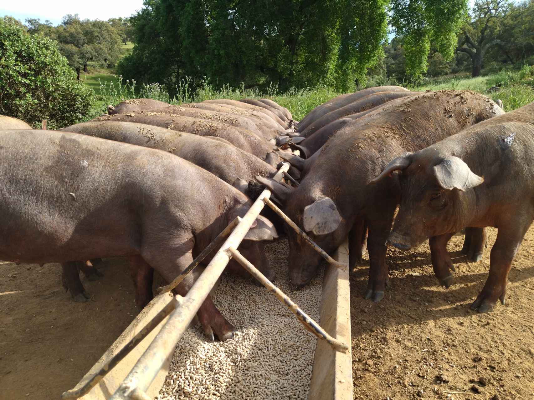 Cerdos ibéricos comen el pienso de cereales con el que se alimentan tras el final de la temporada de bellotas, en una explotación de la Sierra Norte de Sevilla, en mayo de 2022.