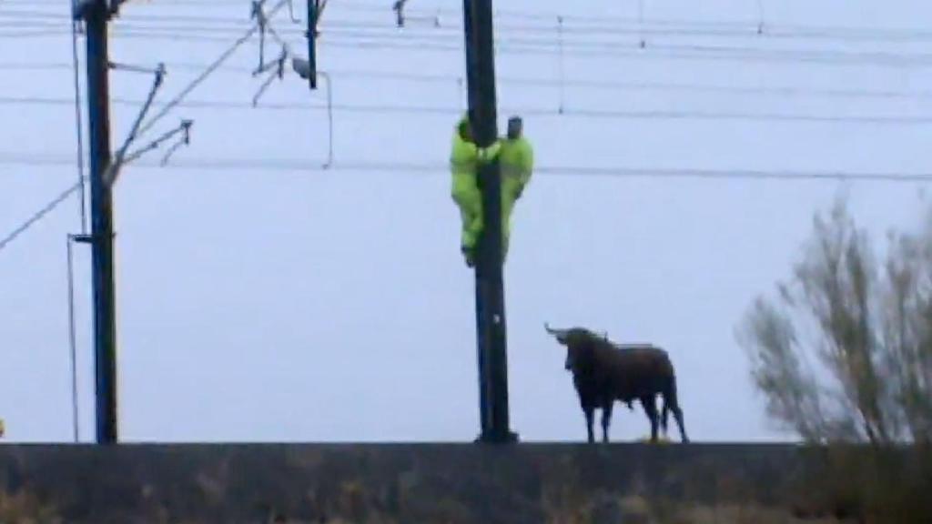 Trabajadores ferroviarios protegiéndose del toro