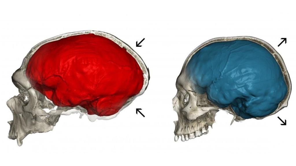 Diferencia encefálica entre un cráneo de Neandertal (izquierda) y Sapiens (derecha).