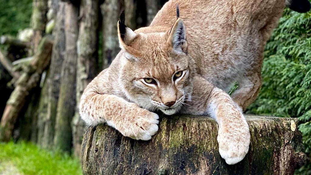 Lince boreal en el centro.