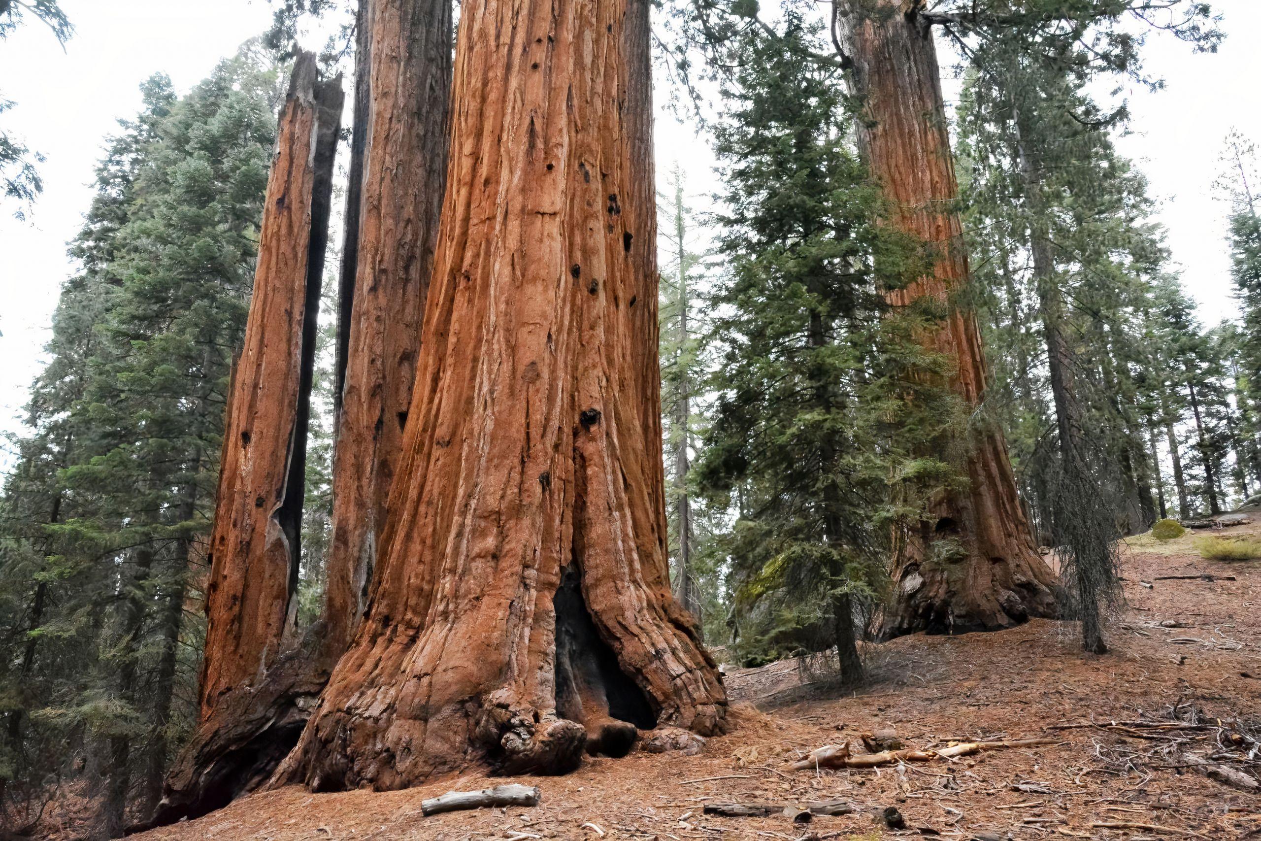 Bosque de secuoyas en California (Fuente: Unplash)
