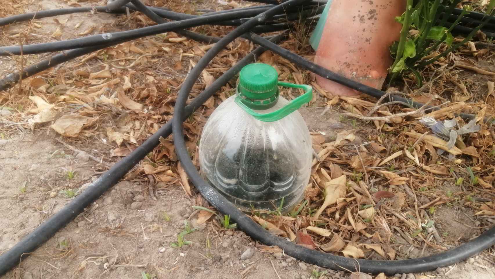 Una botella semienterrada junto a un naranjo. Su agua lo riega  a través de un agujerito en la base.