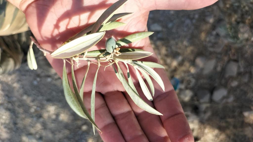Una aceituna de muy poco tamaño por la falta de agua.