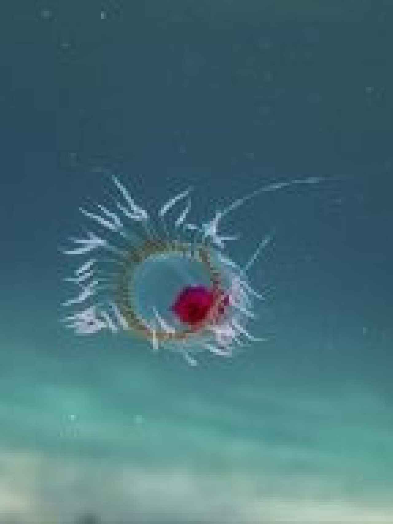 Imagen de la medusa inmortal Turritopsis dohrnii