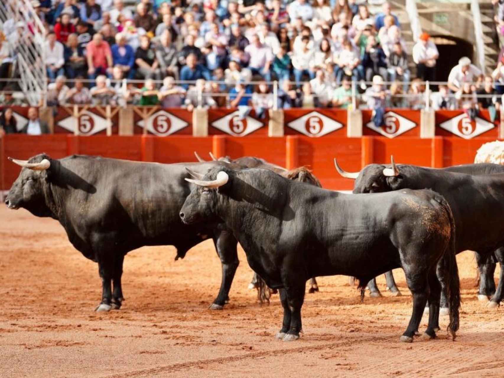 Presentación de los toros de la Feria de Salamanca