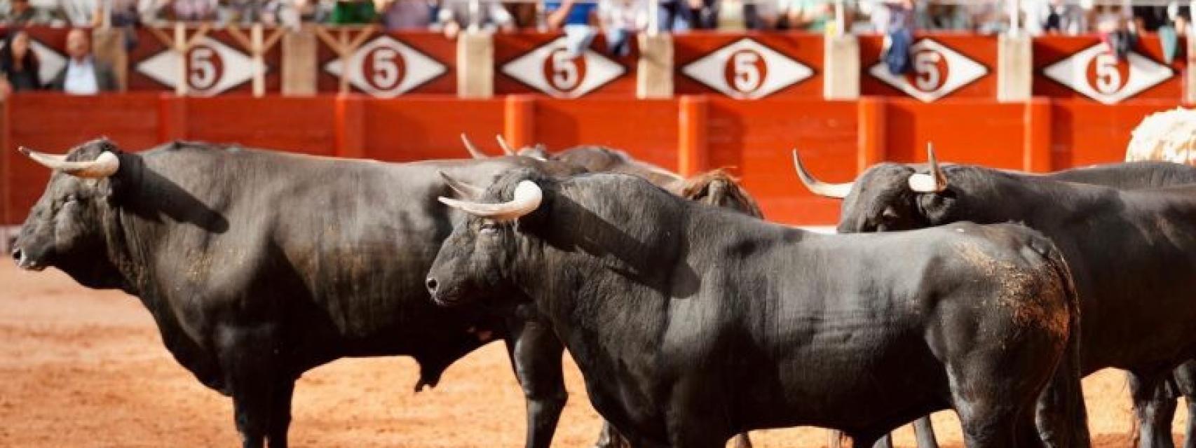 La Feria Taurina de Salamanca abre el portón con Morante y Roca Rey en la  cumbre