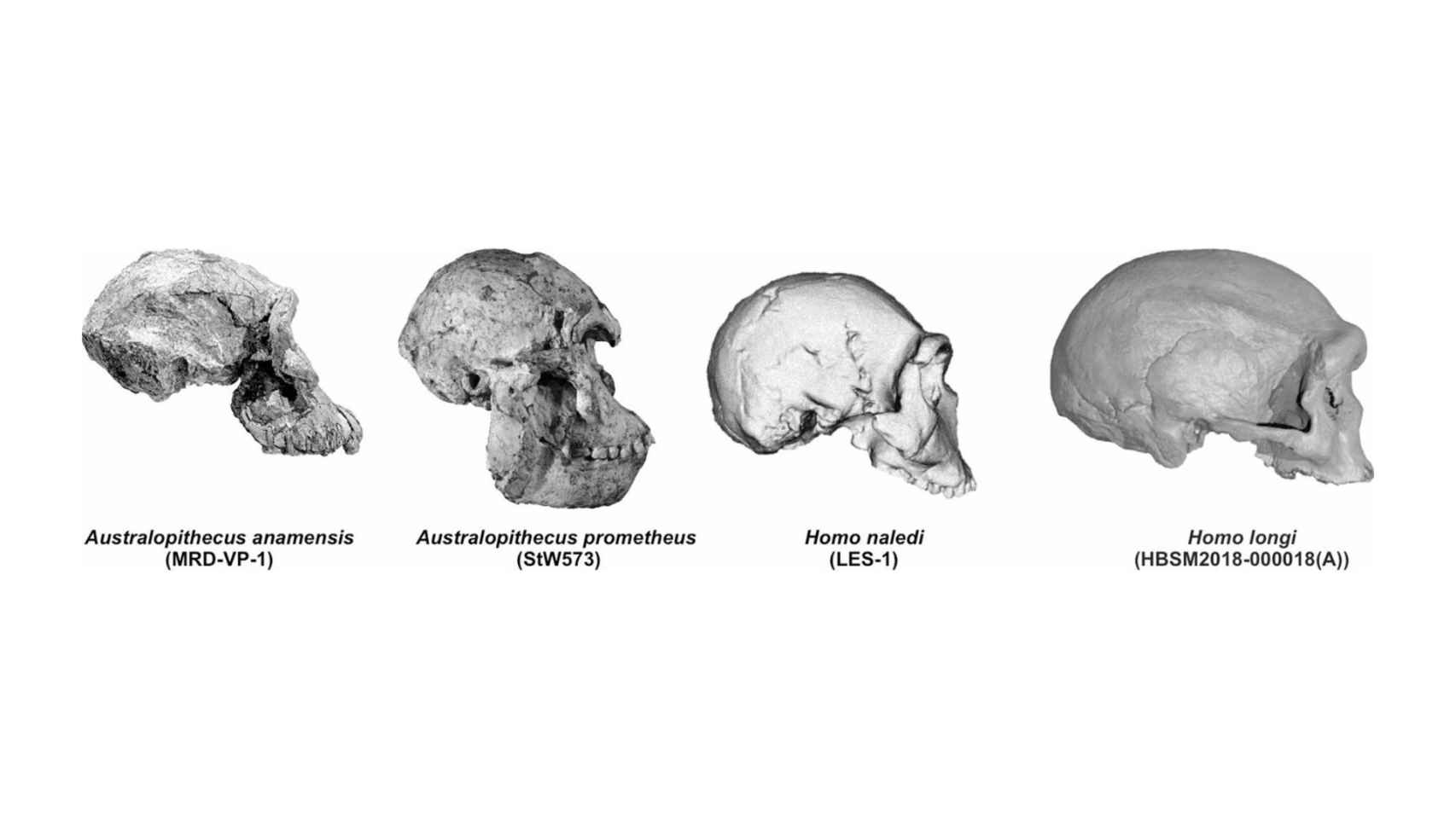 Nuevos cráneos de hominidos analizados.
