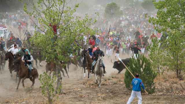 Celebración del Torneo del Toro de la Vega en la localidad de Tordesillas en el año 2015