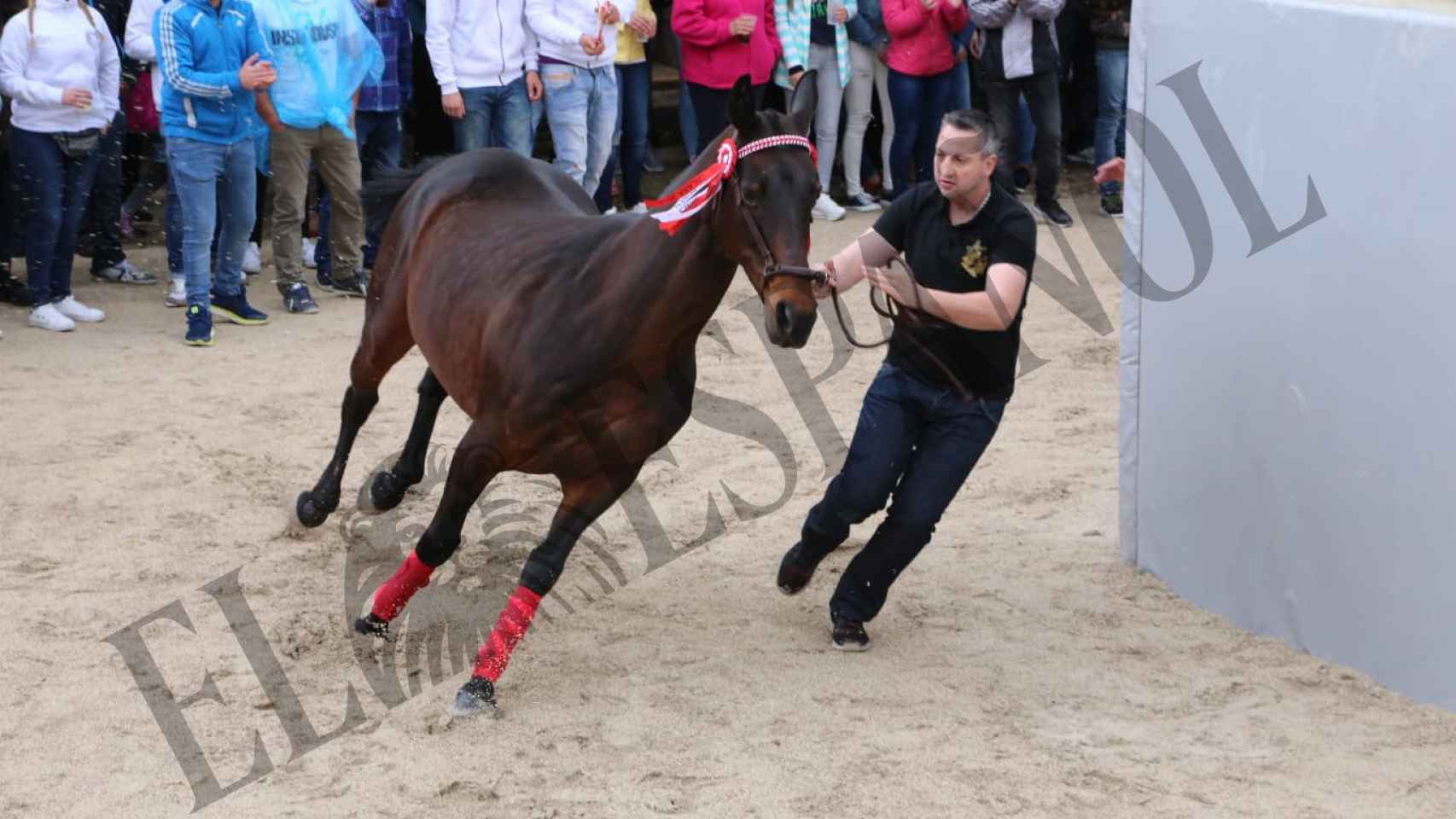Juan C. S., el 1 de mayo de 2018, durante la presentación del caballo de su peña en la Plaza de El Hoyo de Caravaca de la Cruz.