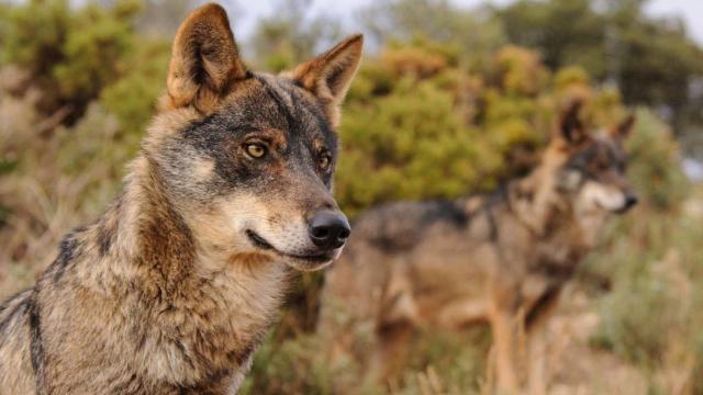 Conservación y gestión del lobo.