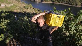 En la subzona de Amandi, el cosechero estadounidense Zak Elfman recoge los últimos racimos de godello y garnacha, en una foto de archivo.