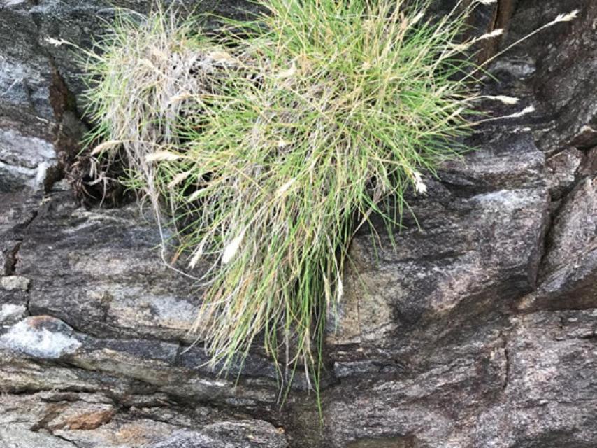 Festuca rubra