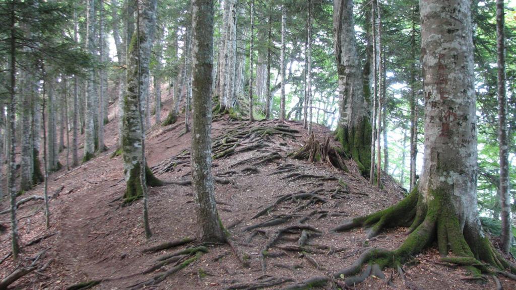 Bosque de Perućica.