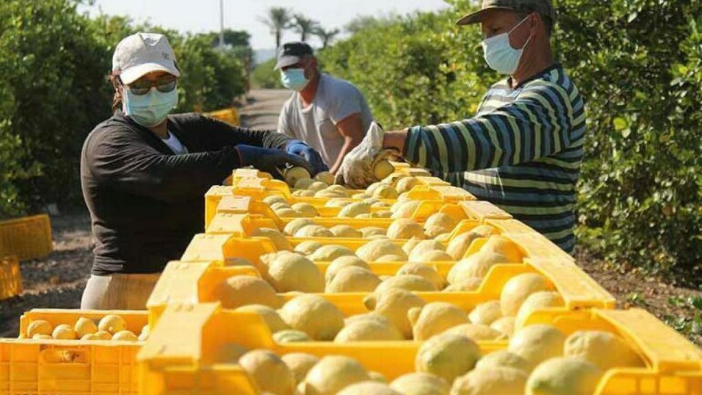 Limones en el campo alicantino, en imagen de archivo.