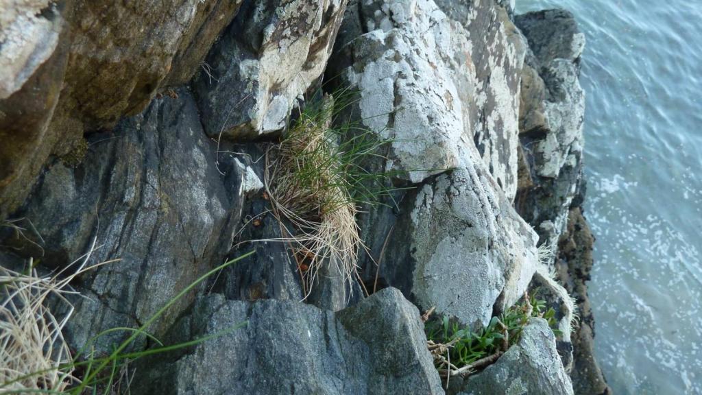 Festuca rubra en un acantilado