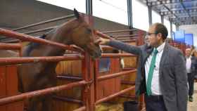El alcalde de Ciudad Rodrigo, Marcos Iglesias, visita la Feria del Caballo de 2019