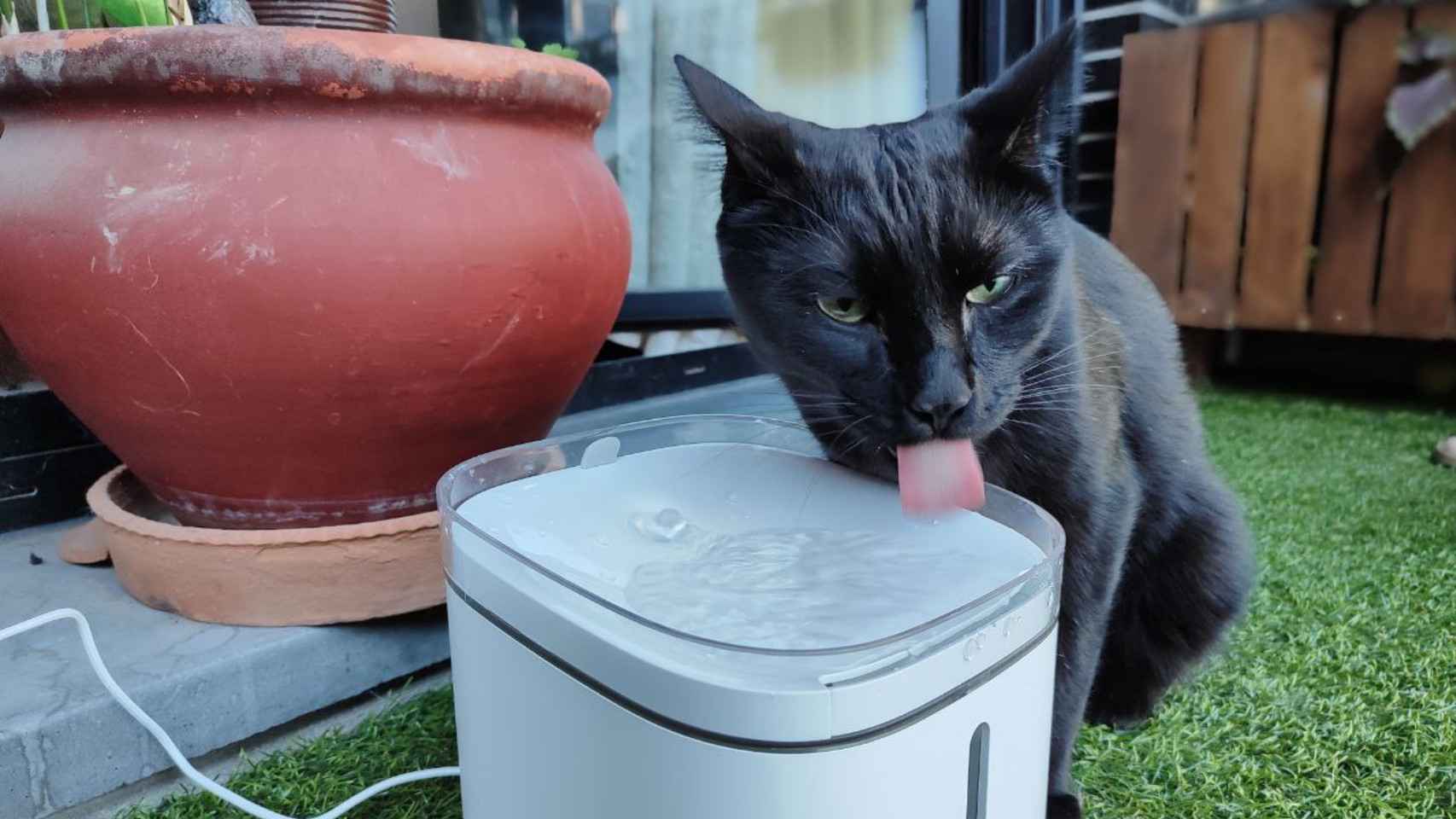 Mi gato bebiendo agua limpia de la Xiaomi Smart Fountain