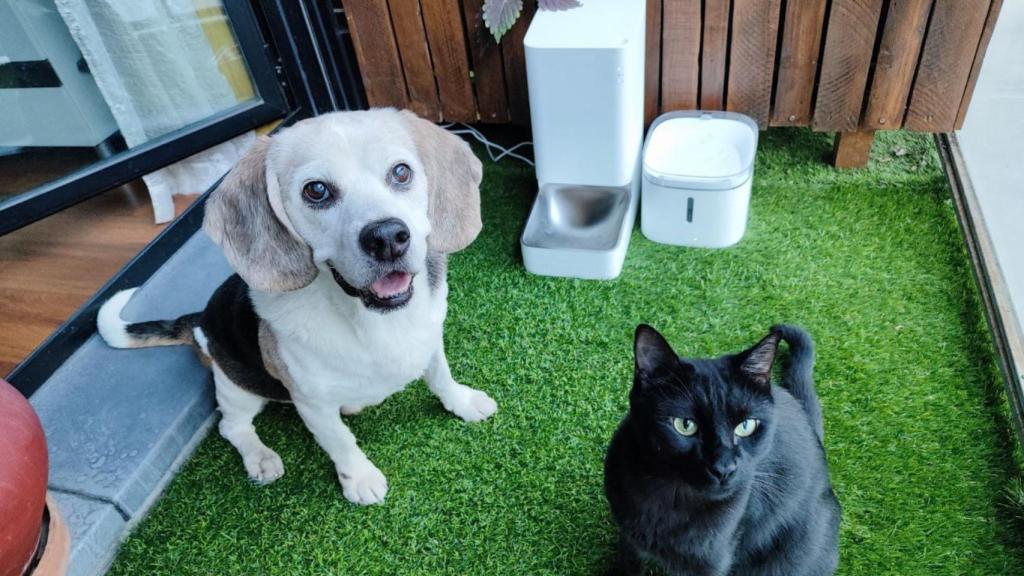 Mis mascotas encantadas con el Xiaomi Smart Food Feeder y el Xiaomi Smart Fountain