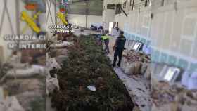 Desmantelamiento de una plantación de marihuana en Mos (Pontevedra).