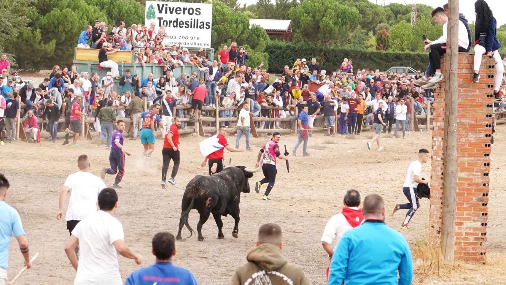 Encierro mixto programado por el Ayuntamiento de Tordesillas para sustituir el Toro de la Vega.