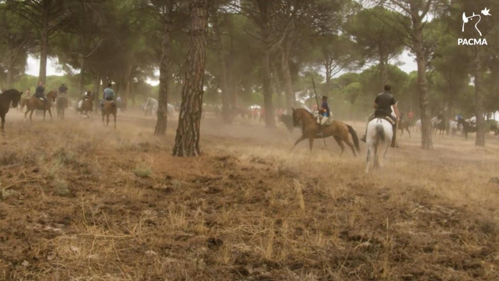 Imagen de Pacma advirtiendo de la presencia de lanzas en el encierro del Toro de la Vega de Tordesillas