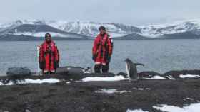 Rescate de pingüinos durante la XXXV Campaña Antártica.