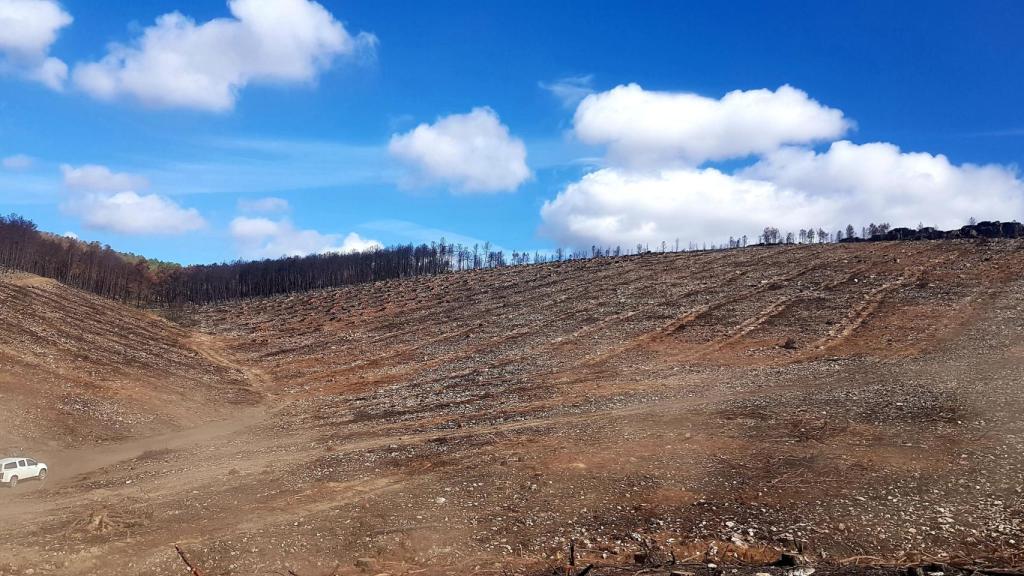 Retirada de la madera quemada en el incendio forestal de la Sierra de la Culebra